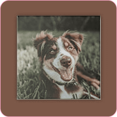 Paw-fectly Personalized Canvas Prints