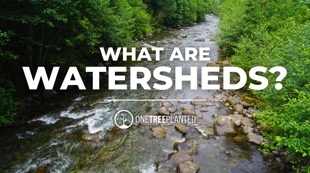 Exploring the Intersection of Trees and Watersheds