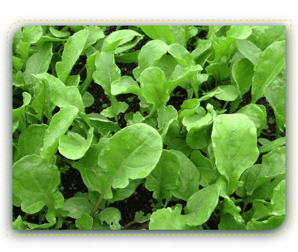 Image of an Arugula Plant