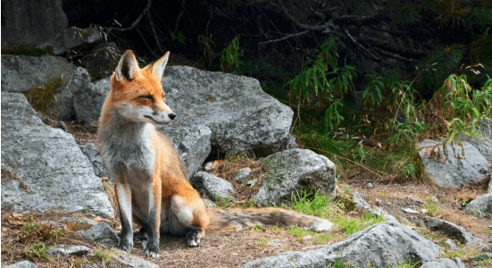 WHY HEALTHY FORESTS ARE CRITICAL FOR BIODIVERSITY