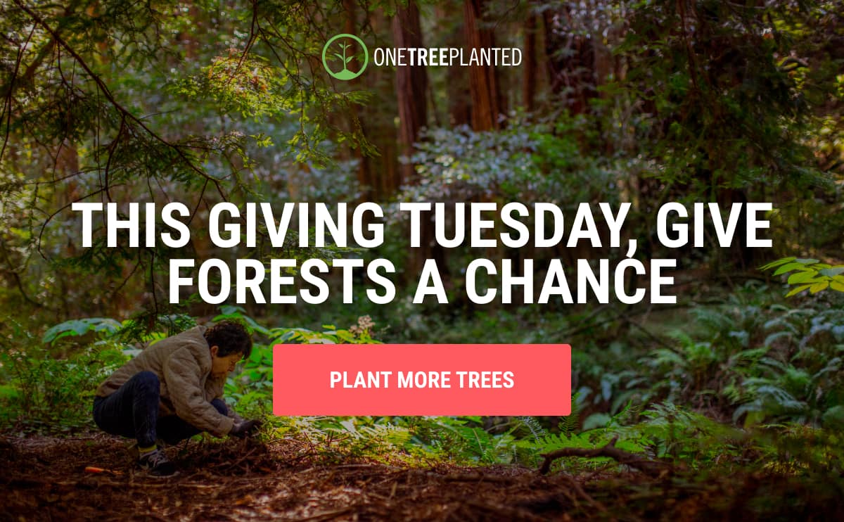 This Giving Tuesday, give forests a chance.