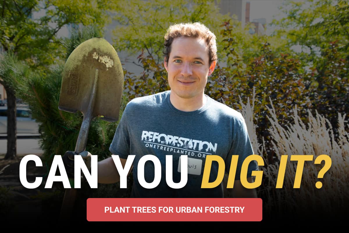 Plant Trees For Urban Forestry