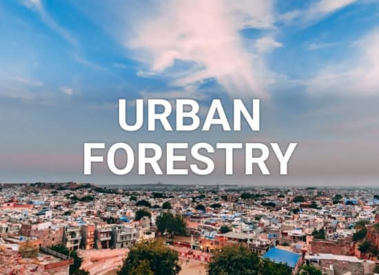 Plant Trees for Urban Forestry