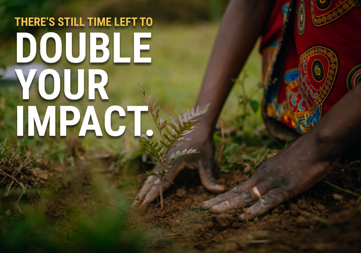 Plant Trees for Impact 