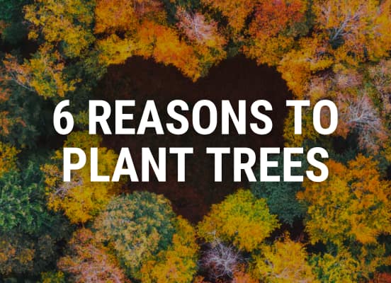 6 Reasons to Plant Trees