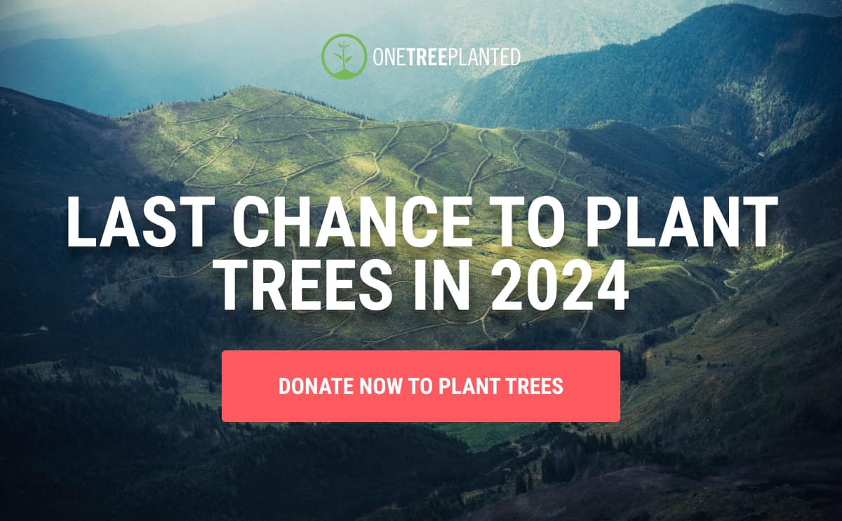 Last Chance to Plant Trees in 2024