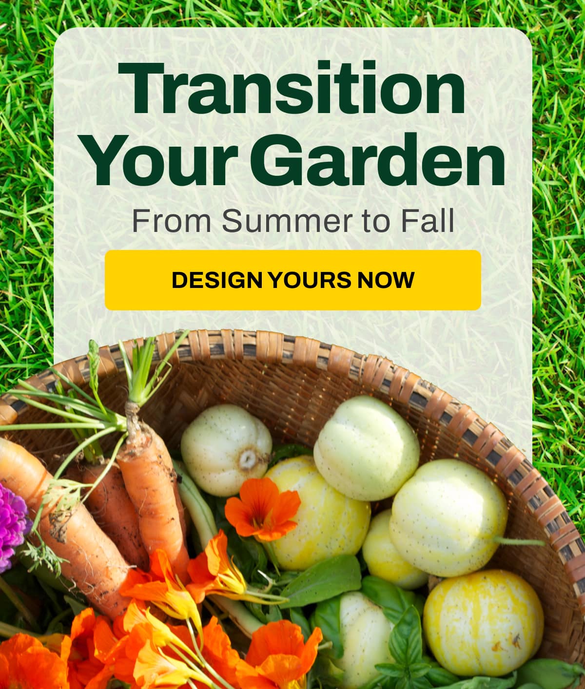 Transition Your Garden from Summer to Fall