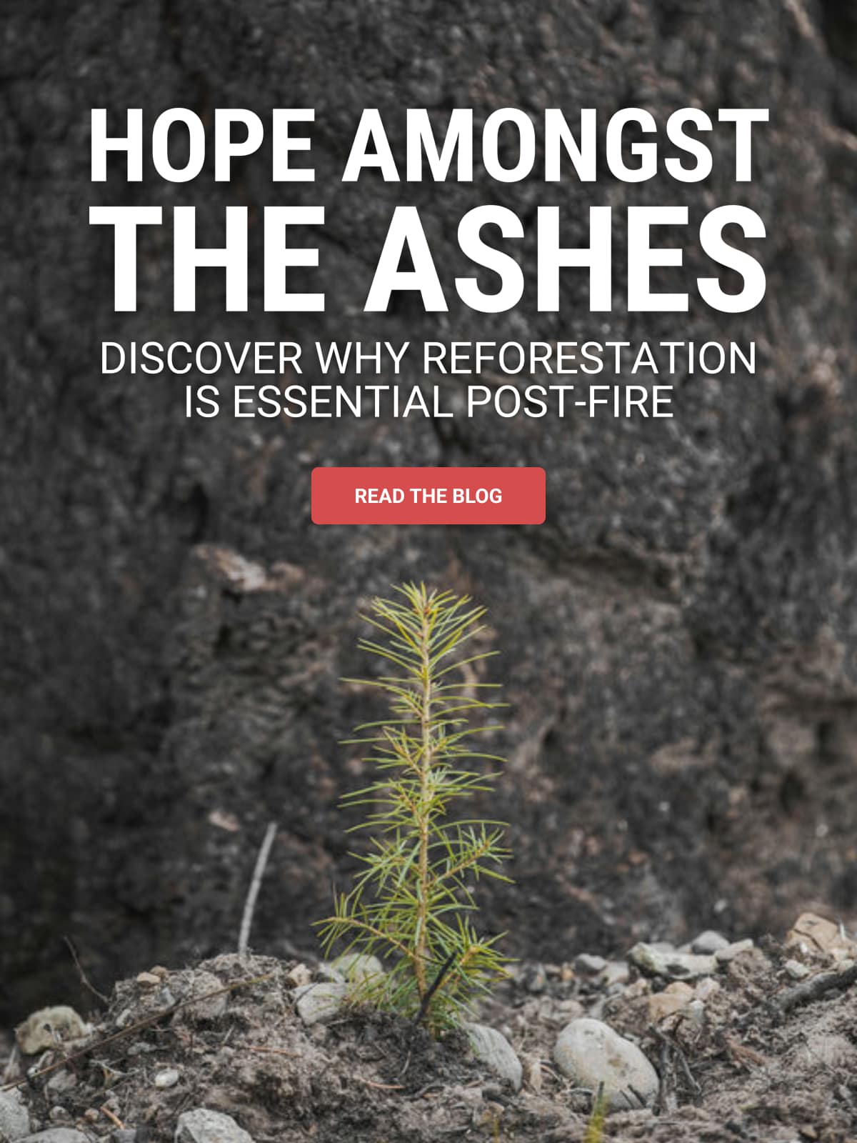 Discover Why Reforestation is Essential Post-Fire