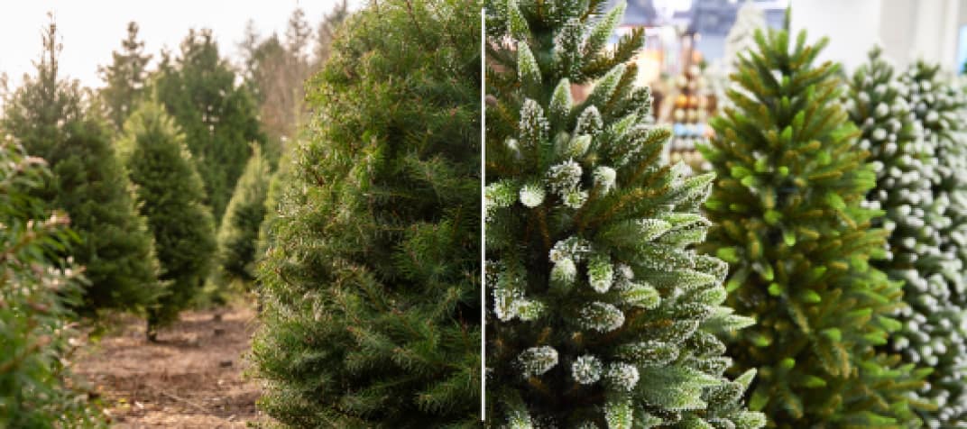 Real vs. Fake Christmas Trees