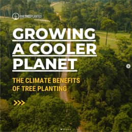 Growing a Cooler Planet: The Climate Benefits of Tree Planting