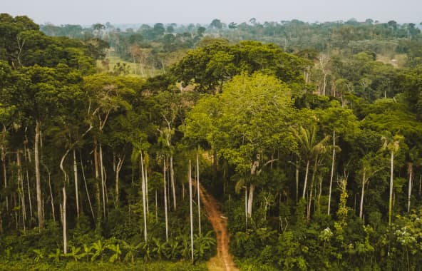 An aerial view shows a path through a dense strip of tropical forest.