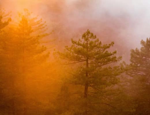 The Connection Between Climate Change and Severe Forest Fires