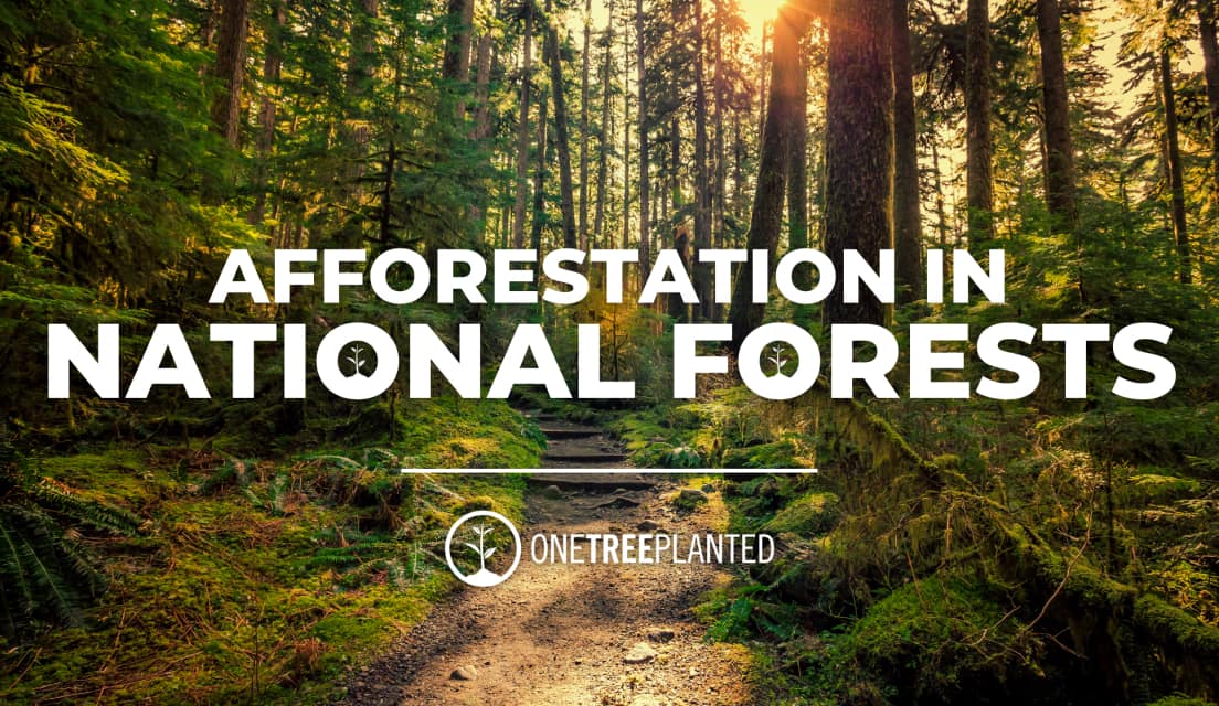 Afforestation in National Forests