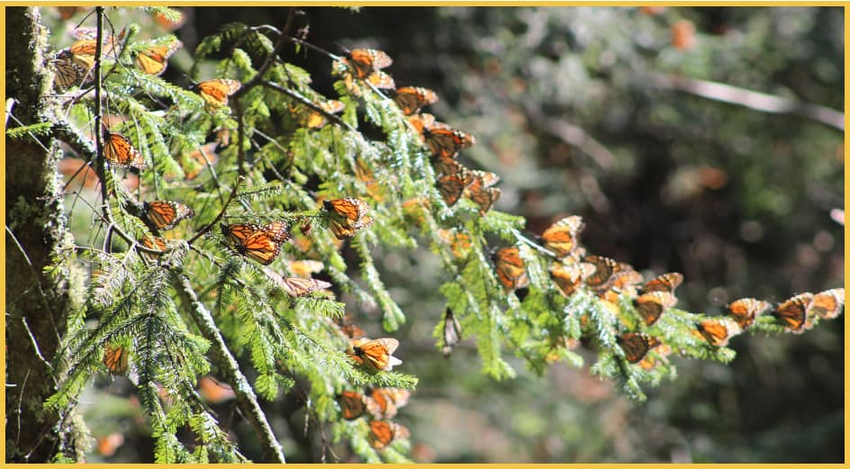 Monarchs on a Tree Branch