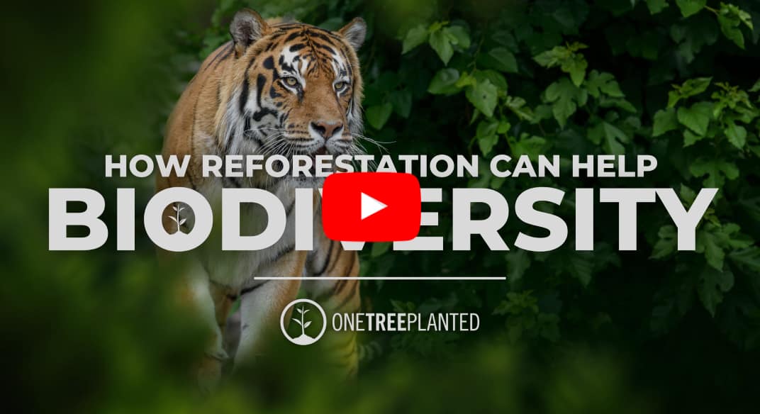 How Reforestation Supports Biodiversity