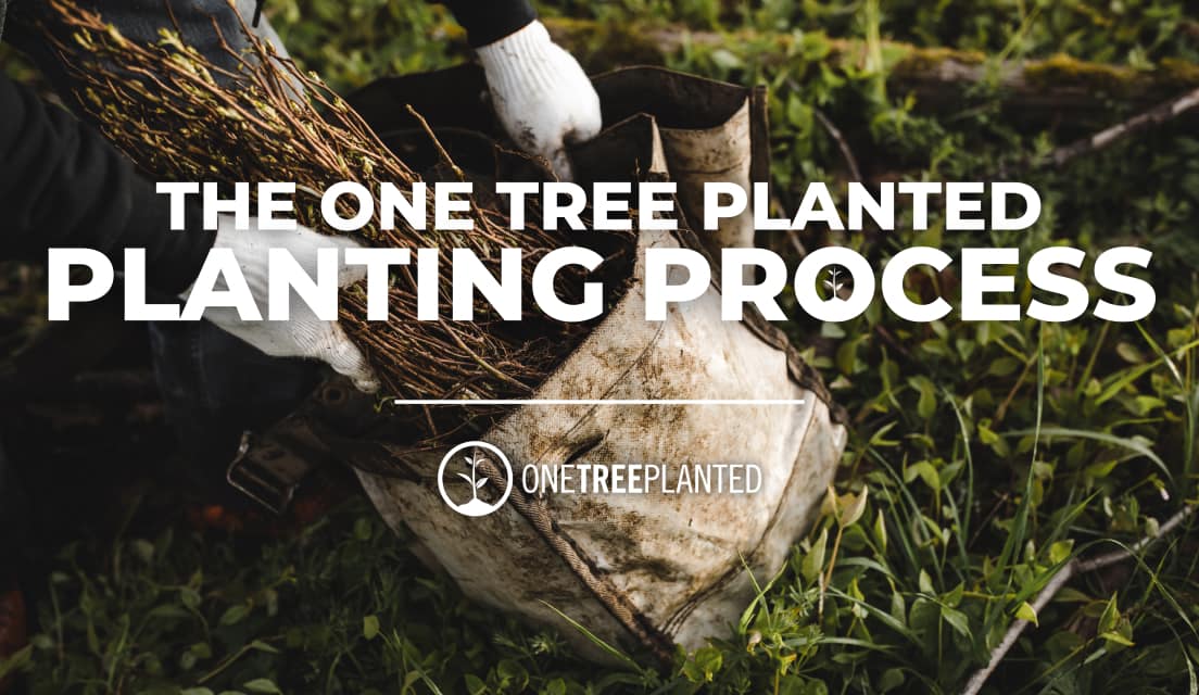 Our Tree Planting Process