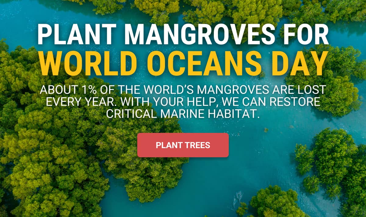 Plant Mangroves for World Oceans Day