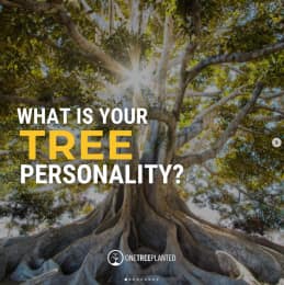 What Is Your Tree Personality?