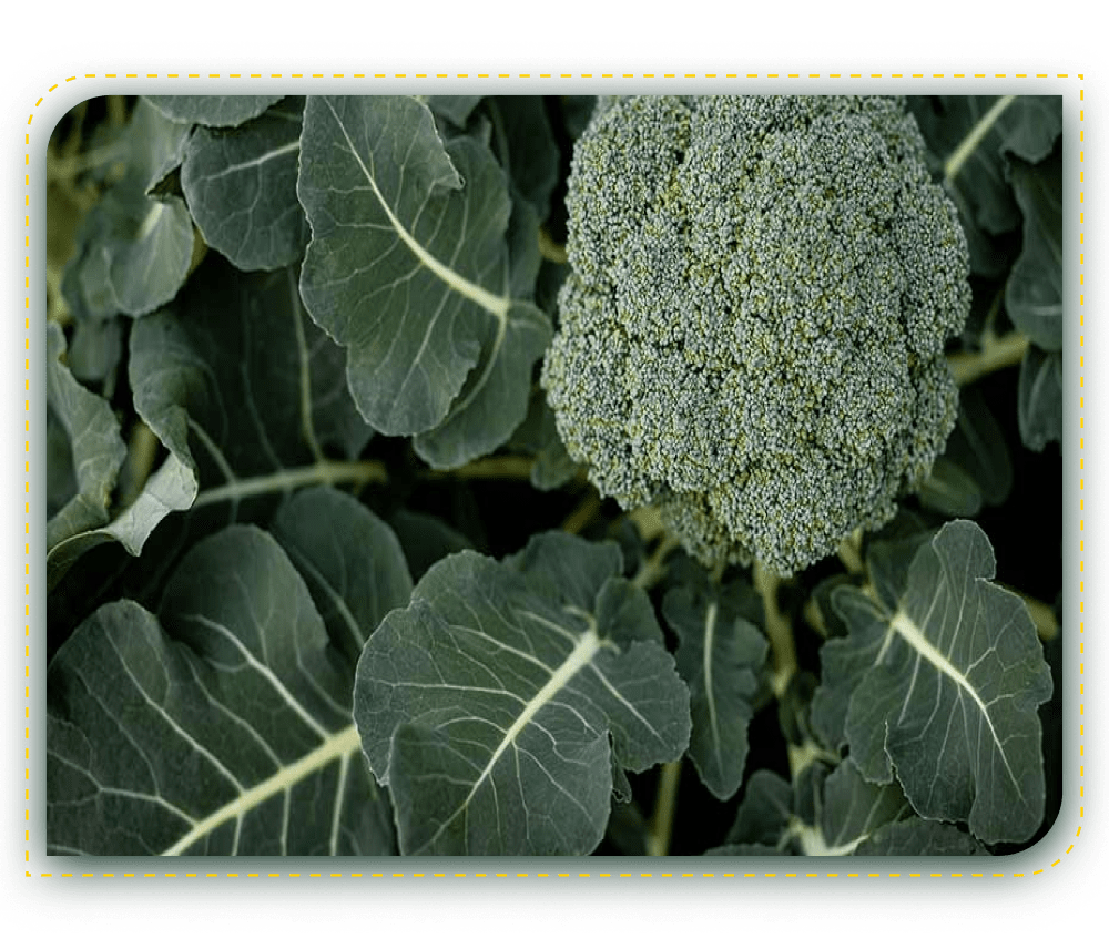 Image of a Broccoli Plant