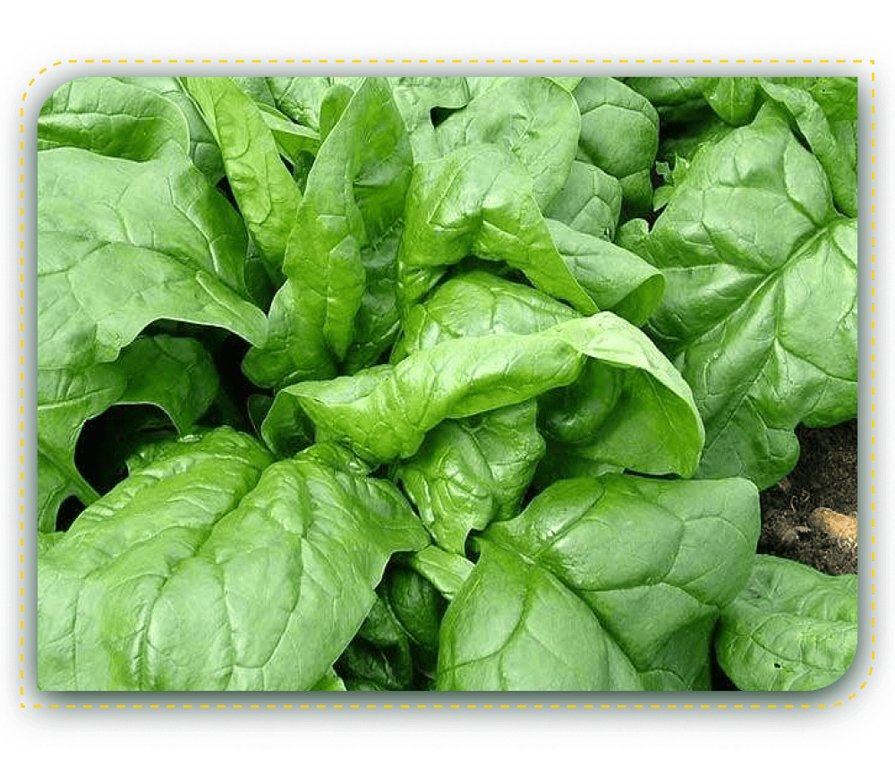 Image of a Spinach Plant