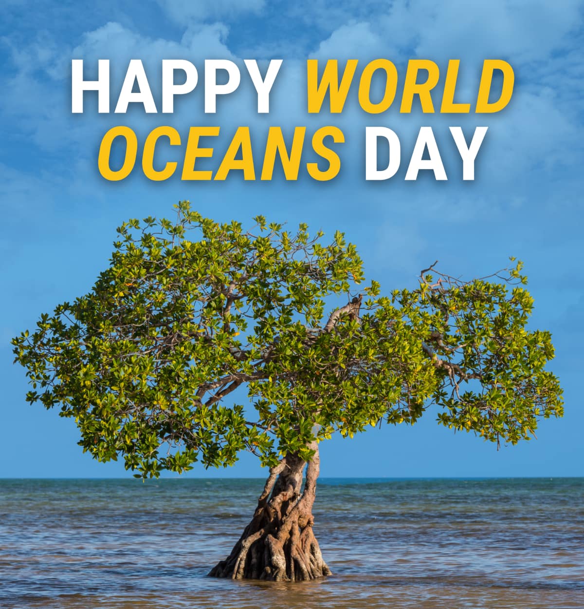 Happy World Oceans Day: Plant Mangroves