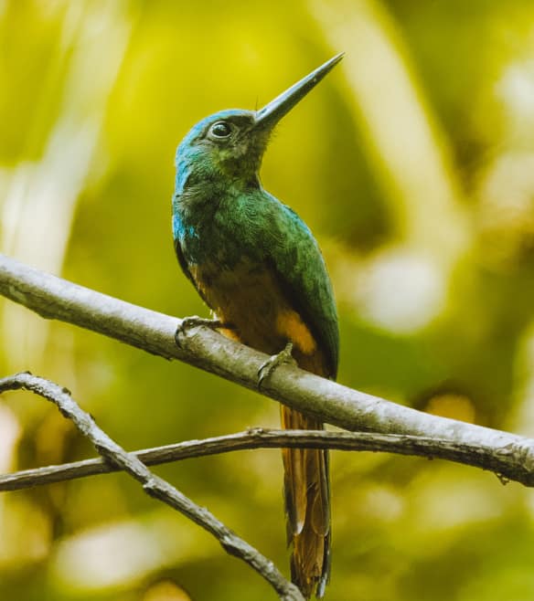 A diminutive but vibrant tropical bird turns its attention upwards in a dramatic pose.