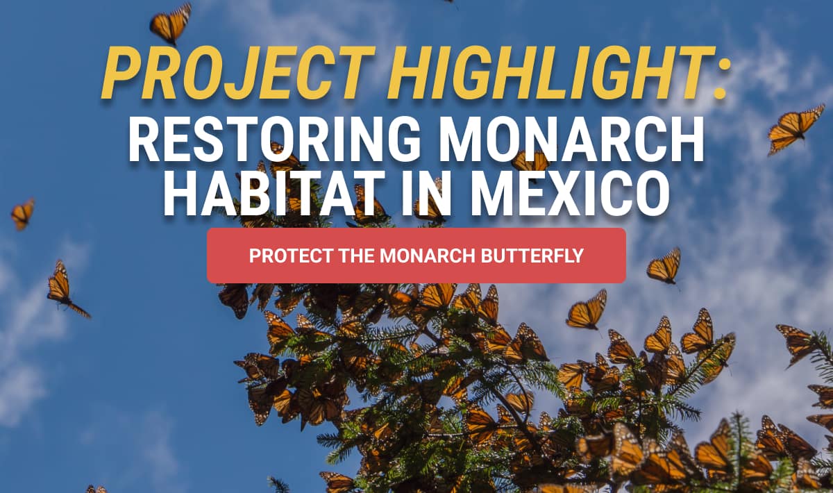 Project Highlight: Revitalizing Monarch Habitat in Mexico