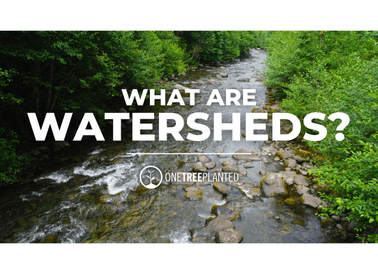 What Are Watersheds?