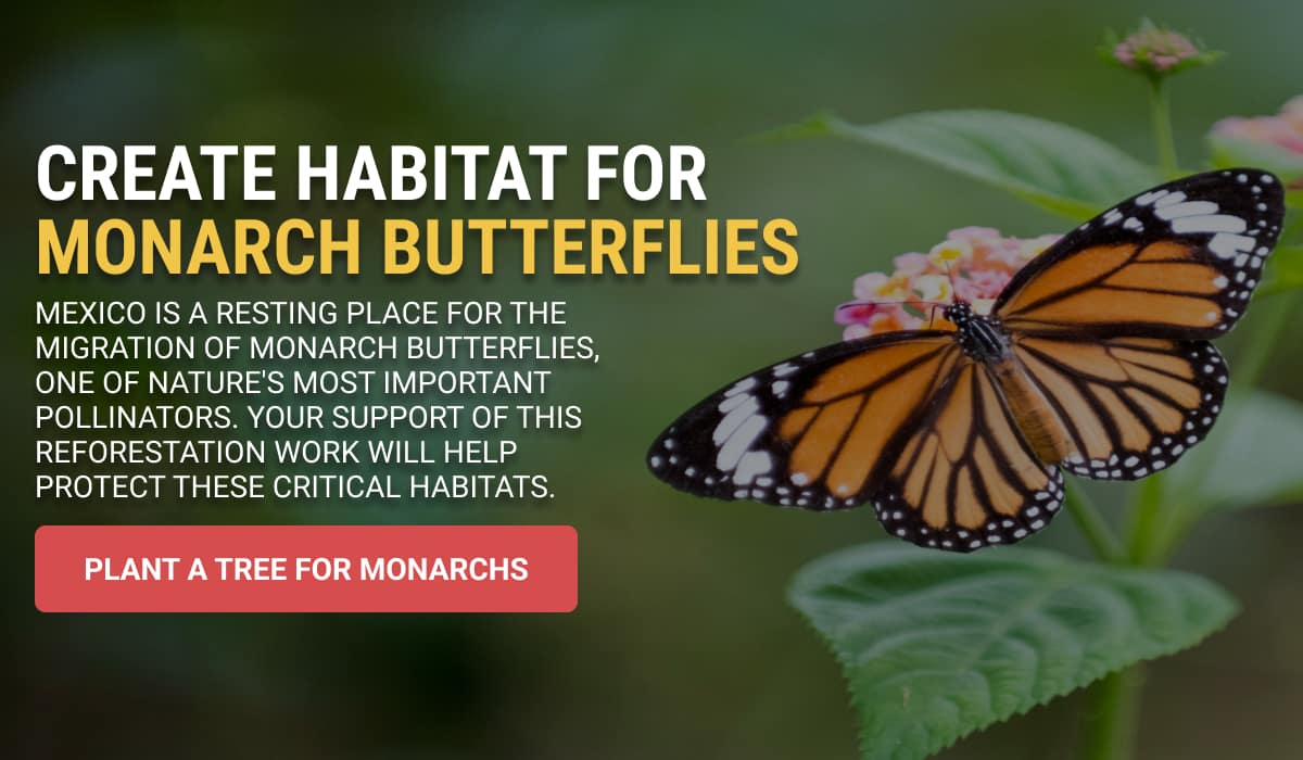 Monarch Restoration