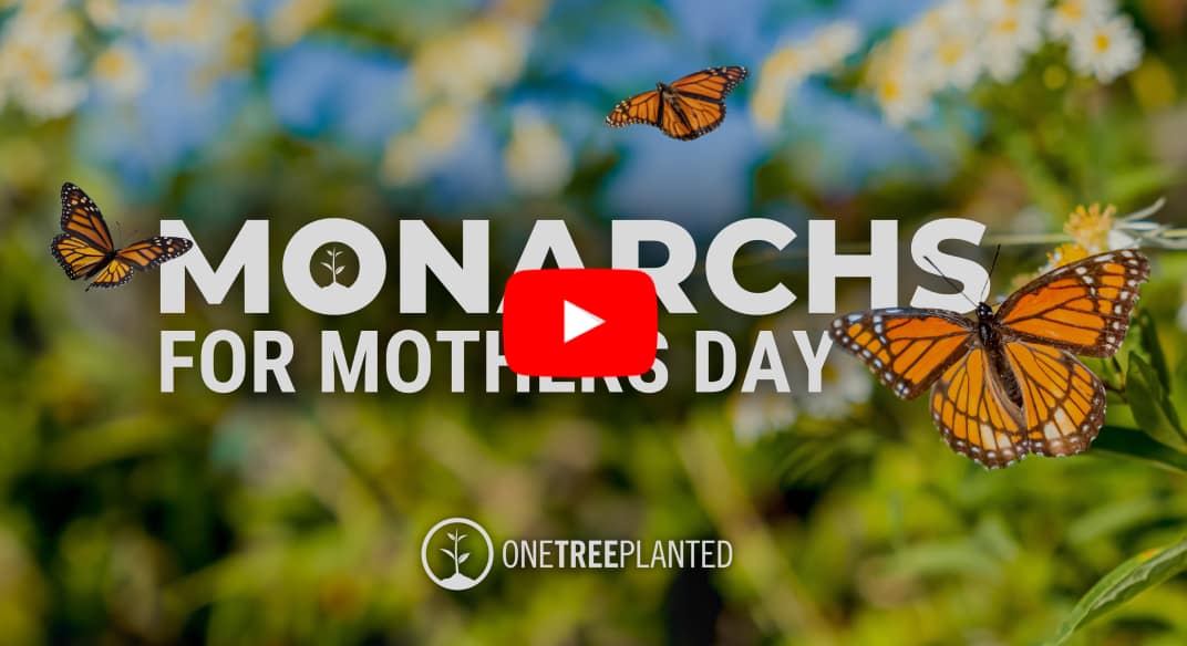 Monarchs for Mother's Day