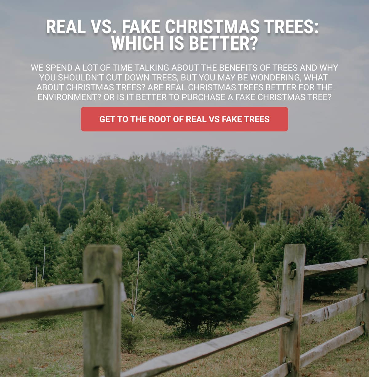 Real vs Fake Christmas Trees