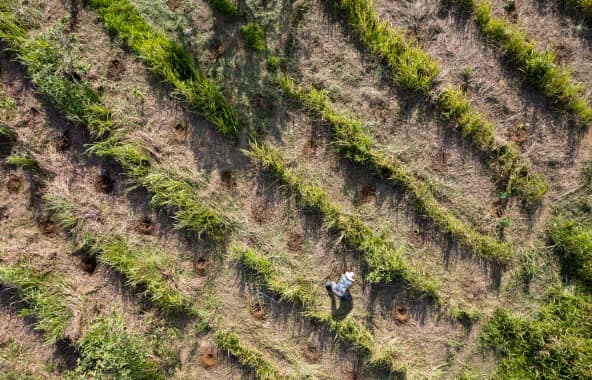 An overhead view of a volunteer planting several rows of new saplings.