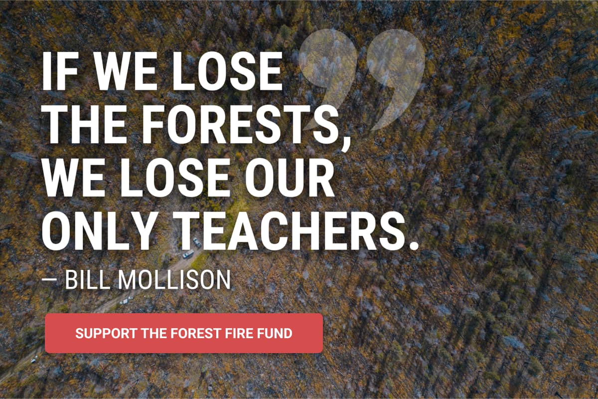 Support the Forest Fire Fund