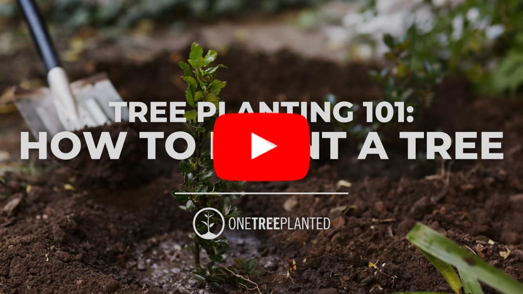 Tree Planting 101: How To Plant A Tree