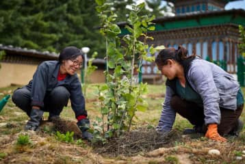 8 Reasons to Plant Trees in Cities