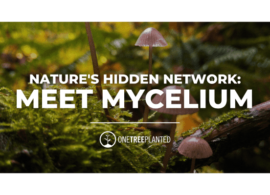 Nature's Hidden Network: Meet Mycelium