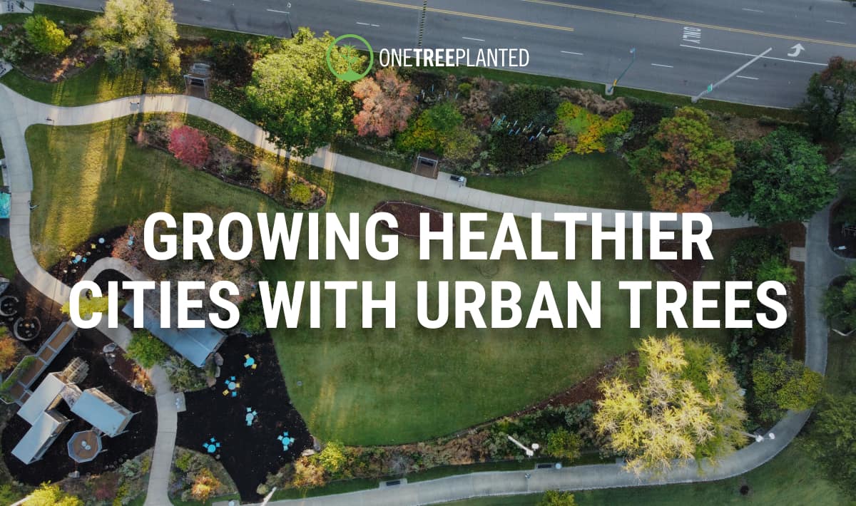 Planting urban trees for healthier cities.