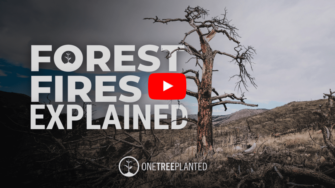 What Are Forest Fires and How Are They Caused?