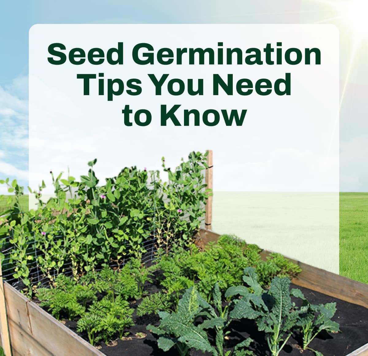 Master Seed Germination for a Thriving Garden