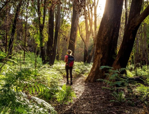 16 Health Benefits of Trees and Forests