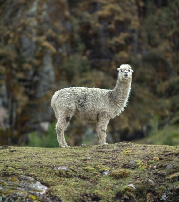 A curious wild alpaca pauses to look directly into the camera.