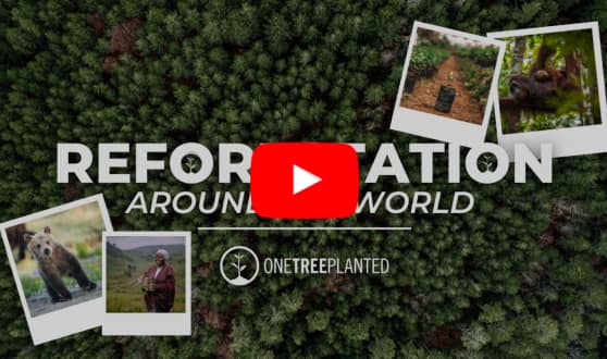 Watch: Reforestation Around the World