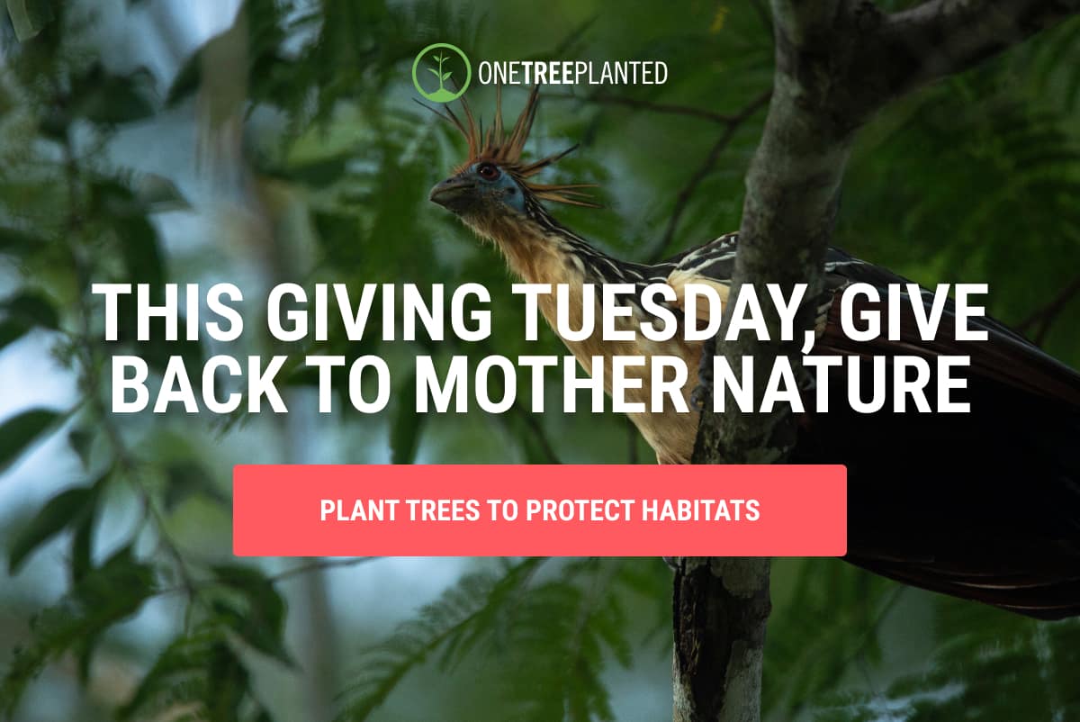 This Giving Tuesday, give back to Mother Nature.