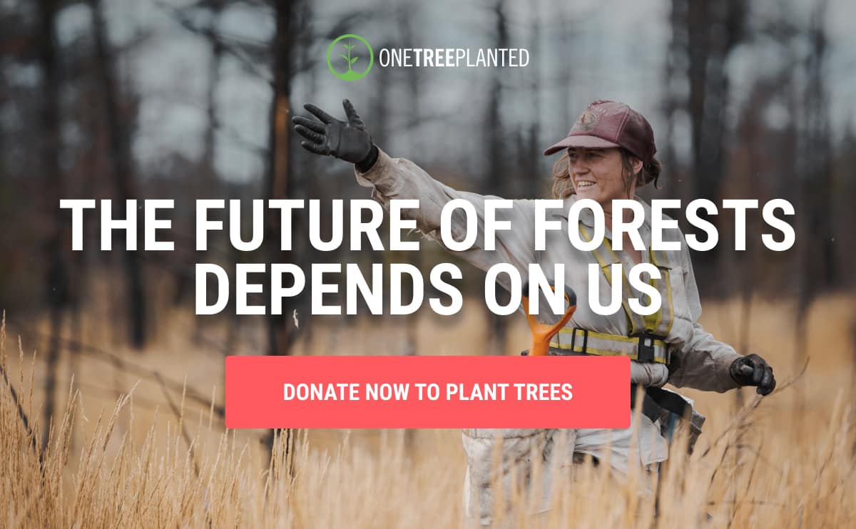 The future of forests depends on us.