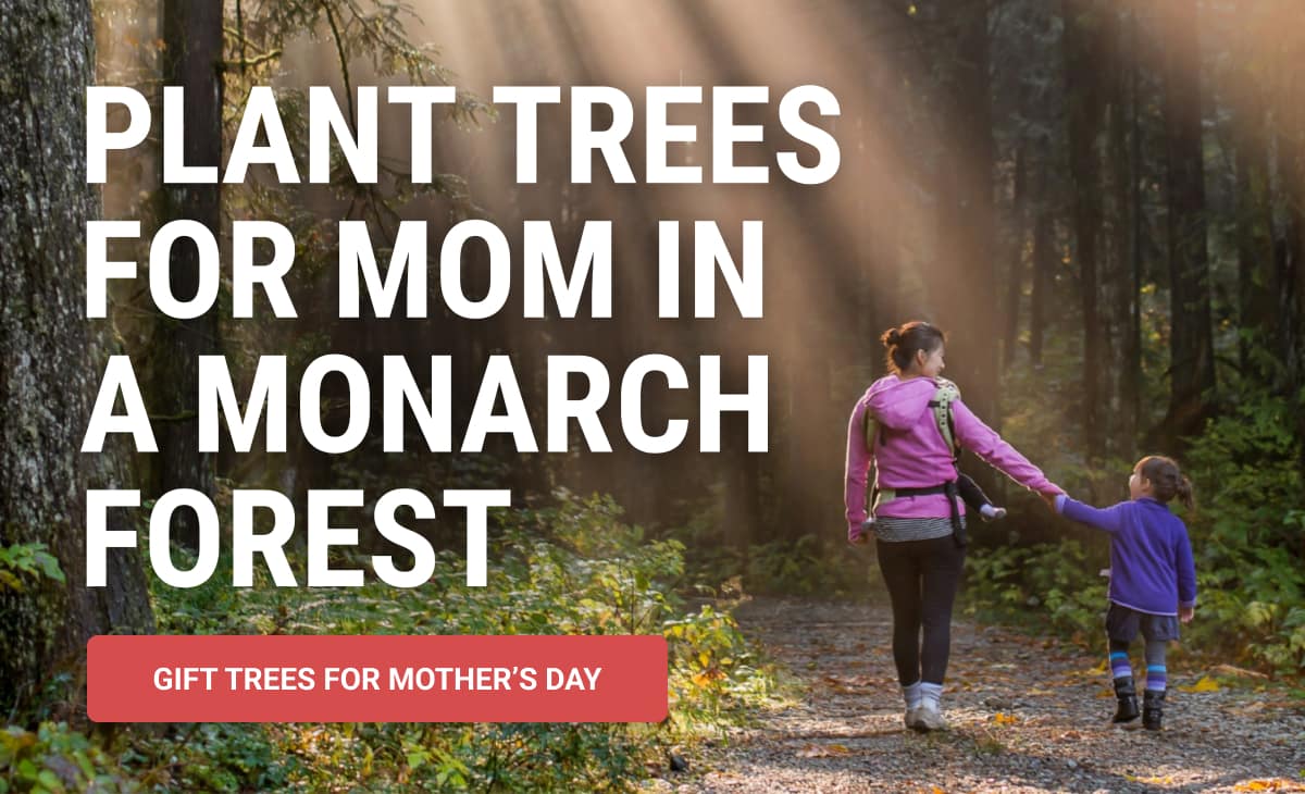 Plant Trees for Mom in a Monarch Forest