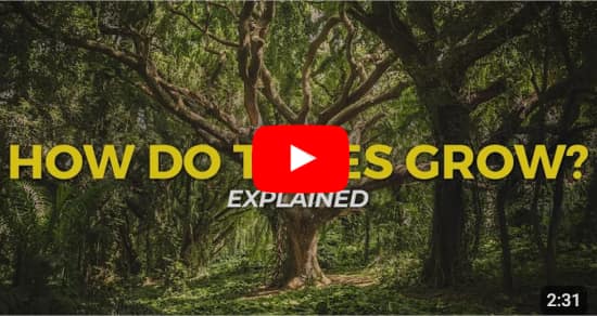 Watch: How Do Trees Grow?