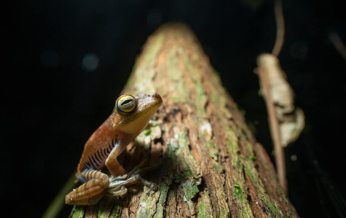 An orange and blue tree frog rests upon a piece of mossy bark.