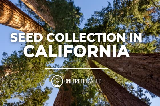 REGENERATING GIANT SEQUOIAS IN CALIFORNIA