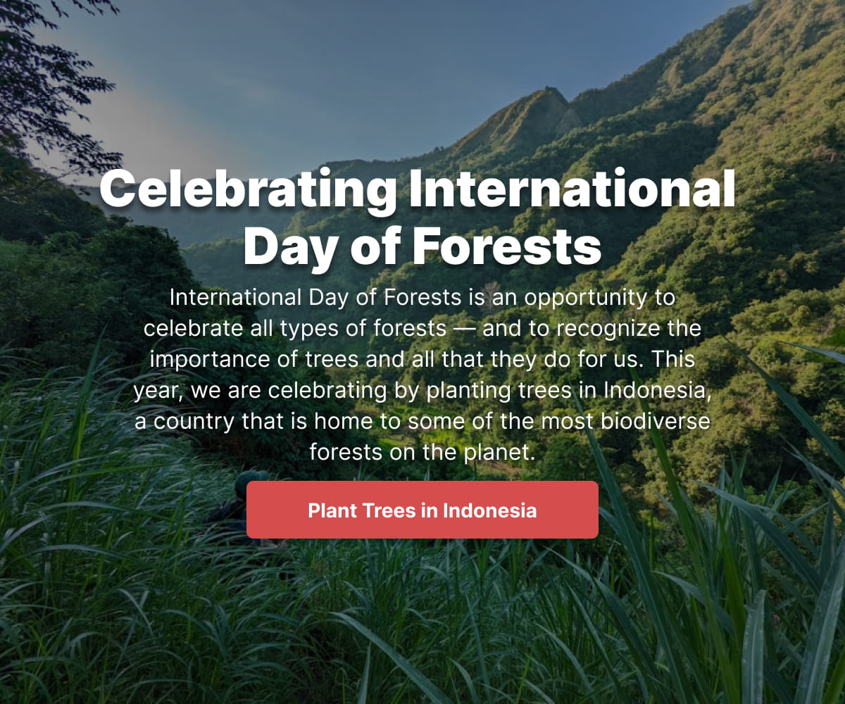 International Day of Forests