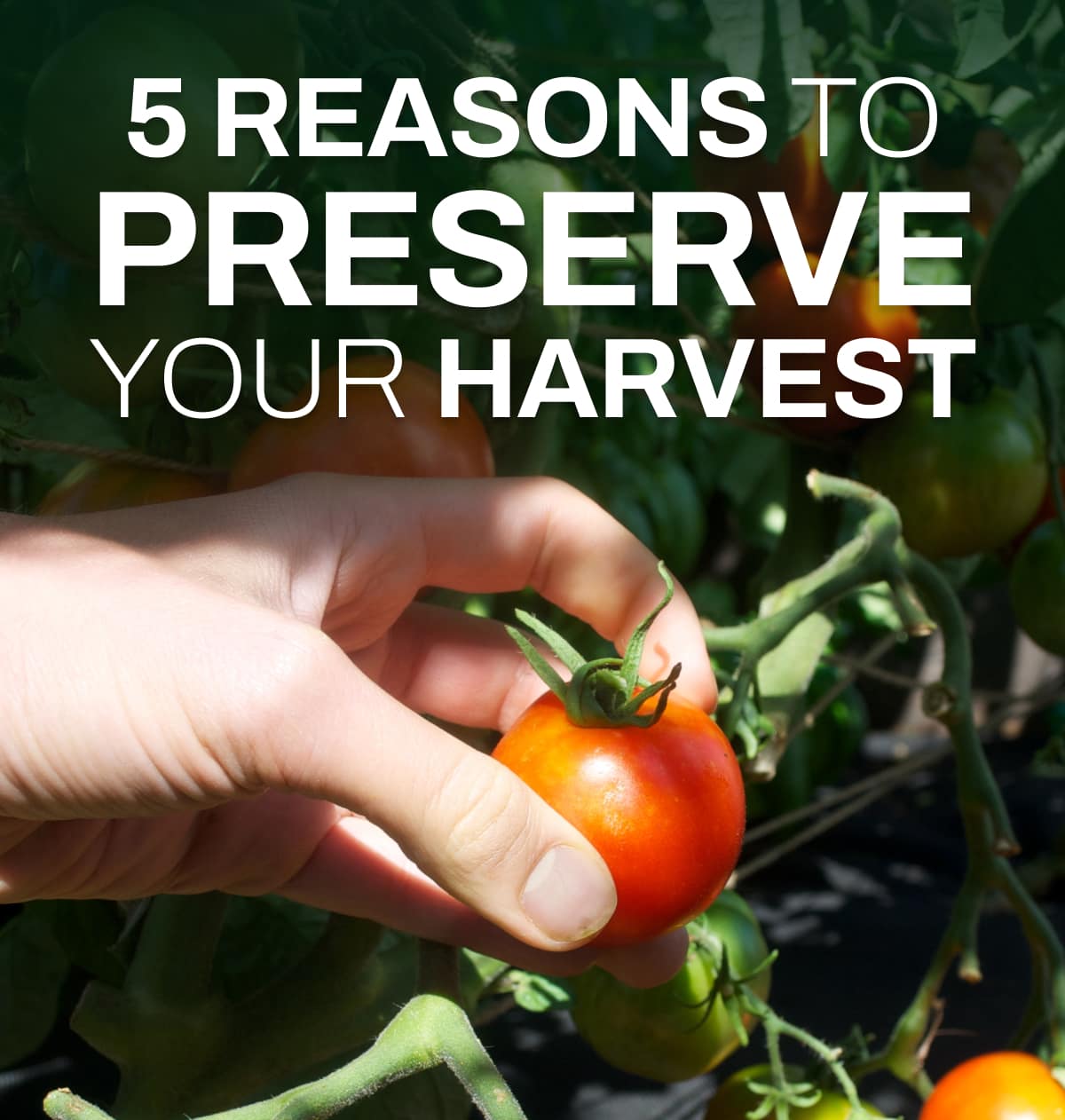 5 Reasons to Preserve Your Harvest